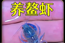 从小养到大的蓝魔虾，5个月后居然变成了桔色？ #神奇动物在抖音视频封面