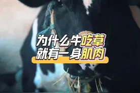 为什么牛吃草就有一身肌肉？ 今天来告诉你为啥牛吃草就能长肌肉视频封面
