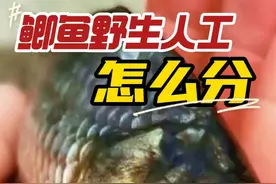 土鲫、大板鲫、三角鲫、高背鲫、工程鲫、黑鲫、白鲫、银鲫怎么分 #内容启发搜索 #钓鱼 #钓鱼知识 #鱼类科普 #祝大家年年有鱼 开启2025新年钓鱼计划第二步，野生鲫鱼和人工鲫鱼怎么分？哪一种鲫鱼最好吃？今天我们盘一盘野钓常见的鲫鱼品种，看看你钓到过哪些。

本期内容概要：
1、三角鲫为什么叫须鲫？
2、鲫鱼的简要分类。
3、“大板鲫”和“大阪鲫”的异同。
4、野生鲫鱼品种有哪些？
5、人工鲫鱼有哪些？
6、如何分辨人工鲫鱼？
7、哪种鲫鱼最好吃？视频封面