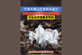 宁波奉化野外发现水晶兰，属国家近危级别的野生珍惜植物，喜欢登山的朋友，遇到了可千万别碰#浙江dou知道  #水晶兰视频封面