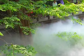 国家植物园的樱桃沟水雾回来了~ 雾气飘渺宛若仙境 #云雾缭绕人间仙境  #国家植物园的风景太治愈了  （来源：@我叫初见📷 ）视频封面