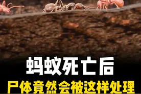 蚂蚁死亡后，尸体竟然会被同伴这样处理 #关于昆虫的科普知识视频封面