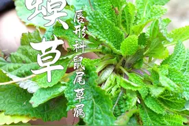 这个长相麻麻赖赖的草，就是火爆民间的蛤蟆草！ 也叫它癞头草、荔枝草、雪见、疙瘩宝#蛤蟆草 #雪见草 #癞头草 #荔枝草 #蛤蟆草茶视频封面
