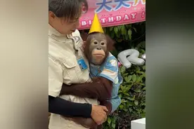 祝毛豆小朋友3周岁生日快乐！ #红毛猩猩 #动物萌时刻 #可爱到爆炸💥 #杭州野生动物世界视频封面