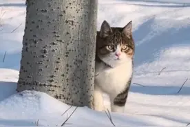 演员朱颜曼滋为小猫“悟空”发声 称“悟空”之死真相不该埋没 此前赵朔公布“悟空”出事前诸多疑点
#悟空小猫 #朱颜曼滋 #赵朔西行漫记视频封面