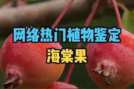 网络热门水果鉴定之海棠果 #水果 #奇特的水果 #植物科普 #知识大拜年 #海棠果视频封面