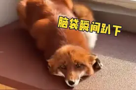 小狐狸看到恩人撒娇的样子好像个嘤嘤怪啊#萌宠 视频封面