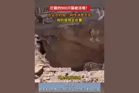 拦截的900只猫被活埋？农业农村局：网传消息不实，按防疫规定处置视频封面