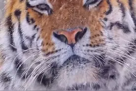 家养虎和野生虎的区别 #老虎视频封面