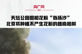 天坛公园圆柏花粉“似扬沙” 北京将种植不产生花粉的雌株柏树#花粉过敏视频封面
