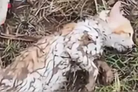 泥滩中挣扎的小猫被救，重获新生的奇迹 泥滩中挣扎的小猫被救视频封面