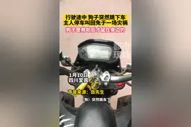 行驶途中，狗子突然跳下车，主人停车叫回免于一场灾祸，狗子是救助后才留在身边的#万物皆有灵性 #万万没想到 #危险瞬间视频封面