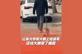 近日，山东滨州。大爷带大鹅上街遛弯，还给大鹅穿了棉鞋，网友：果然鞋大显腿细！#山东  #大爷带大鹅上街遛弯视频封面