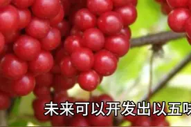 五味子：疾病预防和治疗中的未来前景 #五味子 #抗癌 #抗炎