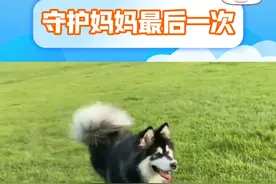 在守护自己的主人最后一次！！#狗狗 #社会热点 #山西大同 #阿拉斯加视频封面