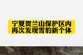 宁夏贺兰山保护区内再次发现雪豹新个体#雪豹 #爱护大自然保护野生动物 视频封面