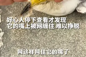 被网缠住嘴，海鸥久久徘徊不肯离去……他们联手救援后放生！（供稿：瑞安融媒体）视频封面