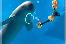 为什么说江豚是钓鱼佬的噩梦？ #江豚 #长江江豚 #海洋生物 #海洋生物科普 #海底世界视频封面