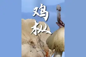 云南鸡枞品种多，吃法多，这条视频分享给大家…… #菌子的季节视频封面