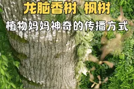 龙脑香树、枫树种子，植物妈妈神奇的种子传播方式。 #龙脑香树视频封面