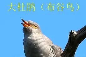 7种杜鹃鸟叫声，你听过多少种？