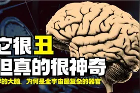 大脑如何不动声色的认识并改变世界？关于人脑的结构、