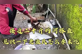 接近二十斤的河豚鱼，见识一下老渔民怎么杀了吃，真的开眼界了视频封面