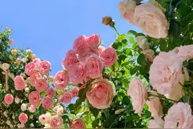 汉字也撞脸，不信你看完不晕! 1、毫（háo）与亳图片