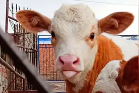 盘点一下🐮身上的各种肉肉 都说🐂的全身都是宝，牛腱图片