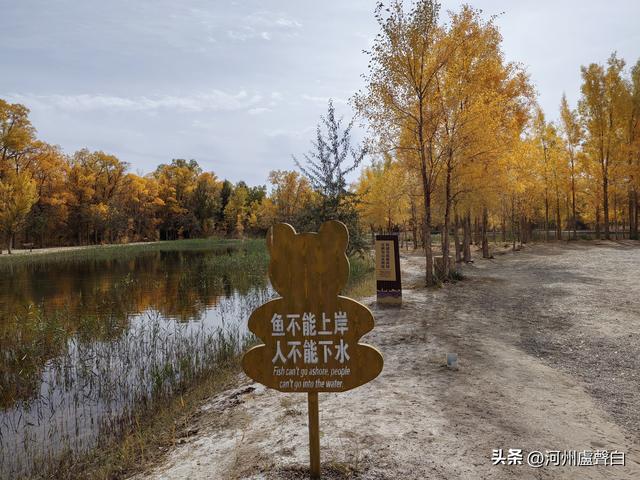 金塔胡杨林