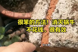很笨的方法！消灭蜗牛鼻涕虫，有机、不花钱、很有效