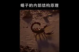 发明蝎子的真是个天才，一分钟了解它的工作原理知识科普涨知识视频封面