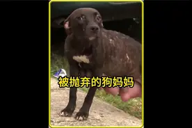 辛苦产崽的狗妈妈，却被主人狠心抛弃，还好结局暖心#神奇动物#