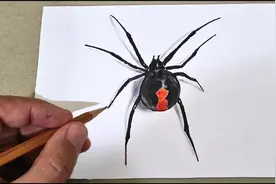 教你画一只3d蜘蛛视频封面