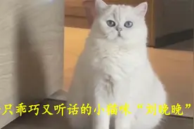 一只乖巧听话又粘人的小猫咪“刘晚晚”视频封面