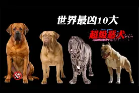 世界最凶10大恶犬，比特犬都差远了，罗威纳就是小打小闹！视频封面