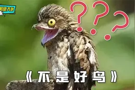 鸟类奇葩行为图鉴，这些操作还真的“不是好鸟”视频封面