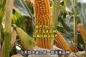 平均亩产1969斤，这个玉米品种，抗病抗倒有高产视频封面