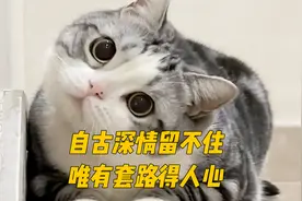 猫界苏妲己“小红子”天生自带魅惑的小猫咪全是套路啊