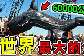 全世界最大的10条鱼！大白鲨只排第3，第一名重达60000公斤。视频封面