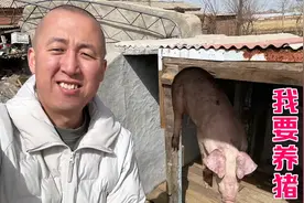 投资2000养猪，盖猪圈花1100，买猪仔和饲料花900，年底杀年猪视频封面