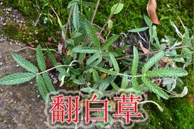 翻白草又叫“救命草”，植物别名“鸡腿根”，用途与价值了解下