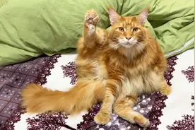 缅因猫坚持抬起一只脚，很难想象它经历了什么