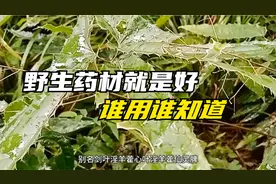 男人的仙草，你认识吗？尤其这种野生的药材，碰到别错过哦视频封面