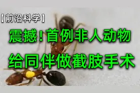 全程高能！首例非人动物给同伴做截肢手术，【科学前沿】视频封面