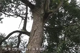 盐津之桢楠视频封面