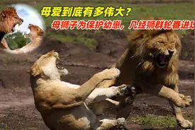 母爱到底有多伟大？母狮子为保护幼崽，几经狮群轮番进攻！视频封面