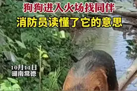 狗狗进入火场找同伴，消防员读懂了它的意思图片