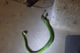 好危险！福建一阿姨家惊现竹叶青蛇！有多毒？比五步蛇还强20倍？图片