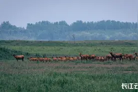 出生半小时就能奔走！荆州石首保护区新添498头小麋鹿图片